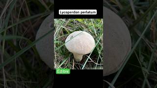 Lycoperdon PerlatumДождевик Жемчужный fungi mushroom 2024 foraging nature [upl. by Bolt896]