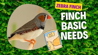 Zebra Finch Care Part For Beginners Part 2  Zebra Finch Basic Needs [upl. by Ebaj]