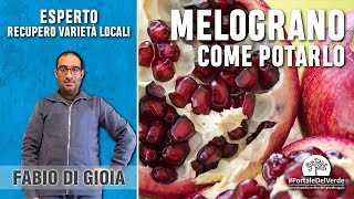 Come potare il melograno [upl. by Inaffets]