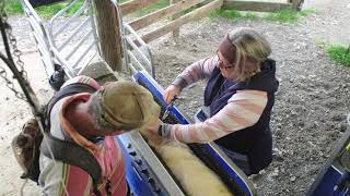 Using a Sheep Handler for Multiple Treatments [upl. by Ilona492]