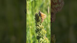 Толстоголовка палемон Carterocephalus palaemon насекомые insects butterfly бабочки lepidoptera [upl. by Ybbor]