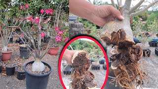 Caudex rot in Adenium nova Tanzania adenium nova Tanzanian [upl. by Eerbua681]