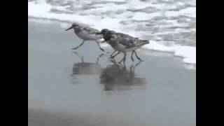 very crazy bird running from super strong waves with dubstep [upl. by Iphlgenia]