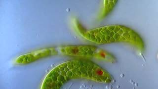 Эвглена зеленая движется под микроскопом Euglena viridis moving under the microscope [upl. by Aleakam873]