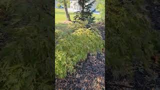 Treeline trees workingtheyardwithwill japanesemaple evergreen itsfallyall itsfall [upl. by Kippy612]