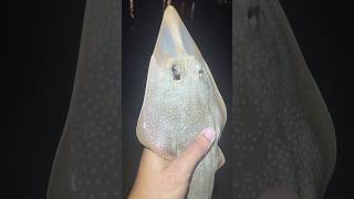 I caught a guitarfish [upl. by Ohcirej]