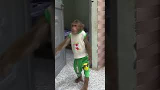 Oh  CUTIS is so strange todaycutis monkey shortvideo [upl. by Hyatt407]