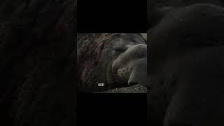 The Weird World of Elephant Seals elephantsealfacts [upl. by Derina152]