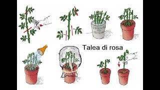 Talea di rosa [upl. by Nod]