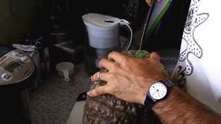 Cutting a Marina di Chioggia squash [upl. by Allehcim]