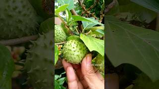 Datura Flower seeds pods in terrace garden harvesting agriculture gardening shortvideo shorts [upl. by Assiram]