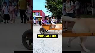 Pawsome School Pickup Dog’s Daily Mission [upl. by Lord]