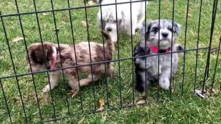 Daisys schnoodle puppies 6 weeks old today 22117 [upl. by Atiuqad]