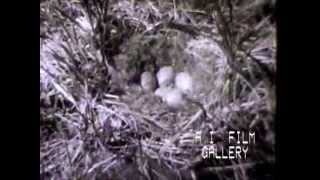 Nanook of the North early documentary explores life of Eskimos 1922 [upl. by Seugirdor660]