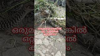 ഒരേ വലയിൽ രണ്ട് പാമ്പ്🐍 Rescuing two nonvenomous snake entangled in net urbansnakelife sarpa [upl. by Oirasan]