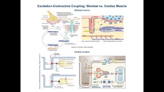 Excitation Contraction Coupling in Cardiac vs Skeletal Muscle [upl. by Sergei]