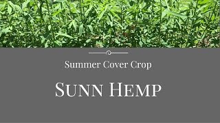 Florida Summer Cover Crop Sunn Hemp [upl. by Laforge]