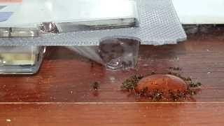 Terro Liquid Ant Baits in Action Extreme Closeup [upl. by Aguayo]