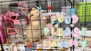 The Daily Destruction Routine of Guinea Pig [upl. by Trimble]