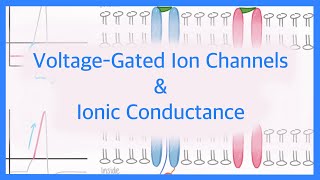 VoltageGated Sodium Channel  Structure Gating Activation amp Inactivation  Animation [upl. by Mich805]