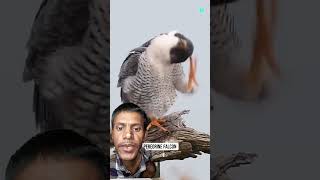 Peregrine falcon attack 🕊️ amazingfacts birds factsinhindi interestingfacts knowledge [upl. by Ahsikin560]