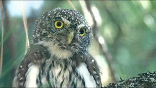 Echoes of Nature  Rain with Pygmy Owl [upl. by Bron]