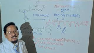 BIOQUIMICA DE LOS PEROXISOMAS 2  RADICALES LIBRES  Clase 30  Dr José M Carreón [upl. by Oiramal234]