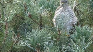 Greifvogel am Futterplatz [upl. by Akla415]