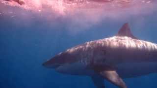 HUGE 18 FT Great White Shark  Guadalupe Island [upl. by Icyaj44]