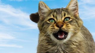 Cat Sounds To Attract Cats  Cats Meowing To Attract Kittens [upl. by Odab849]