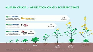 Nufarm CRUCIAL for use in gly tolerant canola [upl. by Hamal]