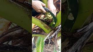 They called coconut wine in Philippines Making highlights31 amazingskills viralshorts2024 [upl. by Ennavoj]