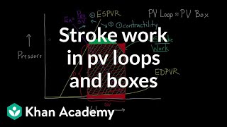 Stroke work in PV loops and boxes  Circulatory system physiology  NCLEXRN  Khan Academy [upl. by Pine]