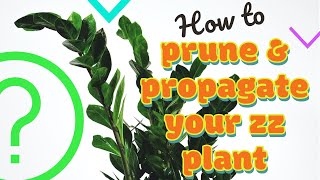 How to prune amp propagate zz plant [upl. by Uahsoj]