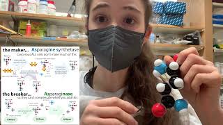 Asparagine biochemistry asparagine synthetase and asparaginase treatment for ALL [upl. by Labaw]