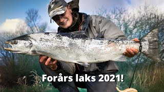 The Craziest Salmon Fight Ever  Spring Fishing For Salmon In Denmark [upl. by Araiek]