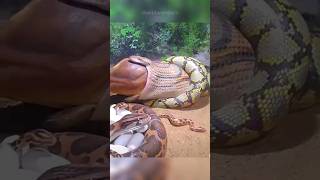 Python Snake Pet Must Watch This First🐍😱 [upl. by Phyllys]