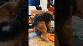 Крутые разборки youtobik puppy yorki yorkies airedale süßer Hund cute эрдельтерьер ютобик [upl. by Ameg677]