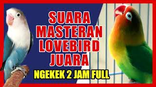 SUARA LOVEBIRD JUARA NGEKEK PANJANG UNTUK MASTERAN 2 JAM NONSTOP [upl. by Alecram]