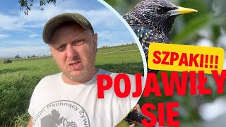 szpaki pojawiły się na winnicy w końcu [upl. by Meill]