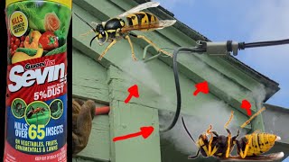 How To Kill Wasps In Walls amp Roof Spaces Quick amp Easy DIY [upl. by Vachil]