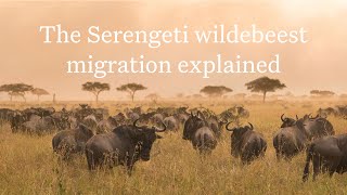 The Serengeti Wildebeest Migration Explained  Expert Africa [upl. by Maite63]