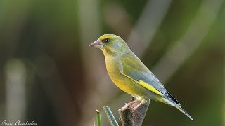 chant et cri du verdier  song amp call of greenfinch [upl. by Oringa]