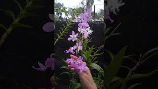 beautiful flowers orchids satisfying youtubeshorts [upl. by Vivian]