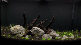 New 46 Gallon Planted Tank [upl. by Devon664]