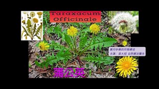 《靈丹妙藥的同類療法》 EP259  蒲公英 Taraxacum Officinale [upl. by Leeke187]