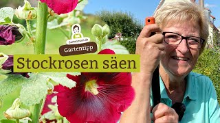 Wann sät man Stockrosen Stockrosen  Malven ansäen  September 2021 [upl. by Samford]