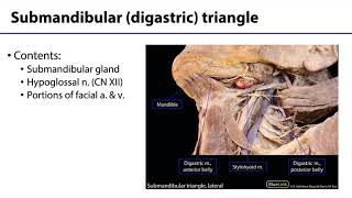 Parotid and Submandibular Triangle LO  Submandibular Triangle [upl. by Goerke]