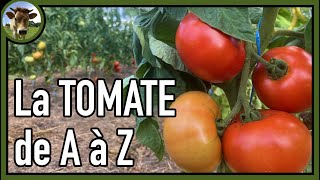 La tomate 🍅 Du semis à la récolte ｜ Toutes les étapes de culture en images  conseils pour débutants [upl. by Acissej941]