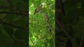 Pair of whiteheads sings together birds NZendemic wildlife NewZealandBirds whitehead [upl. by Ardnuassak221]